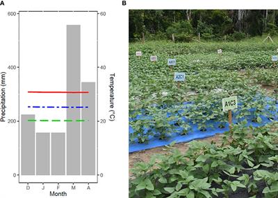 Vigna unguiculata: a productive option in the face of climate change?